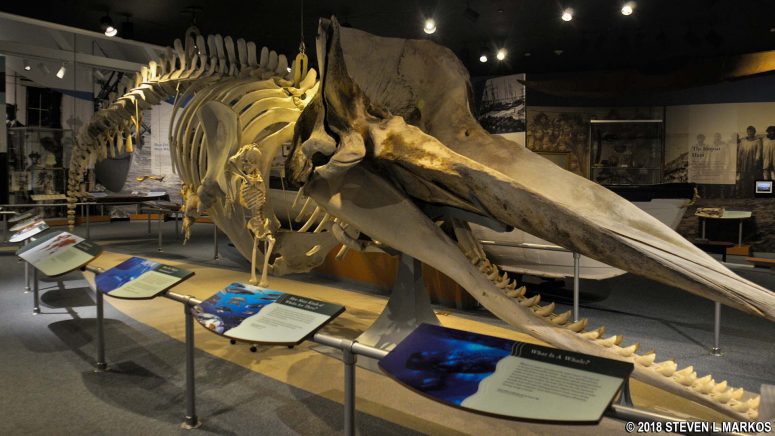Whale skeleton at NB Whaling Museum